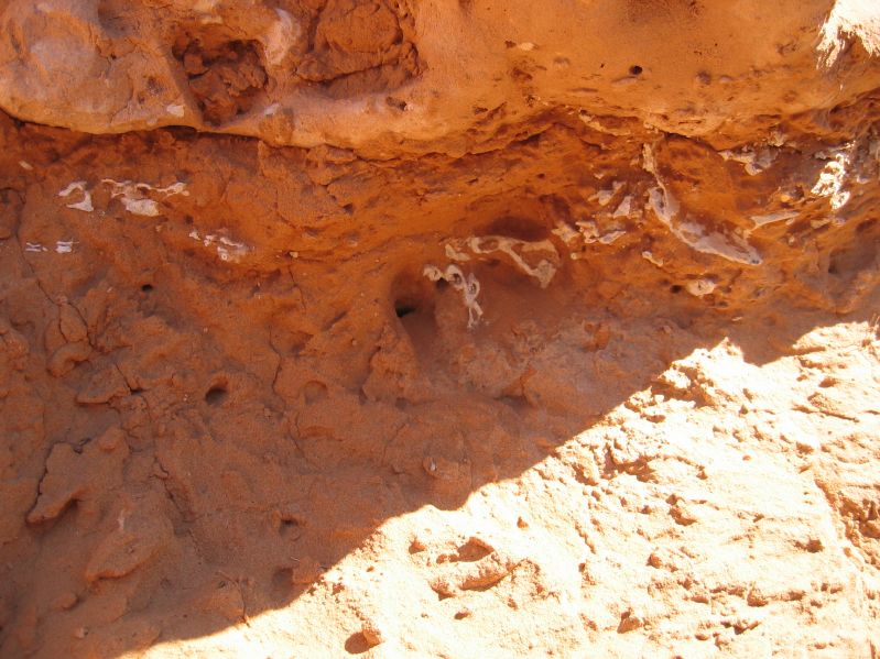 Dinosaur bones