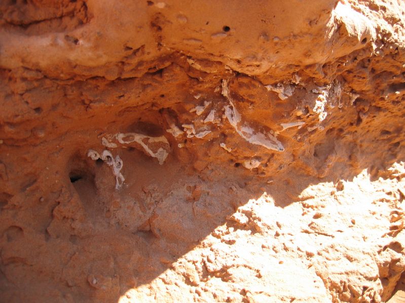 Dinosaur bones
