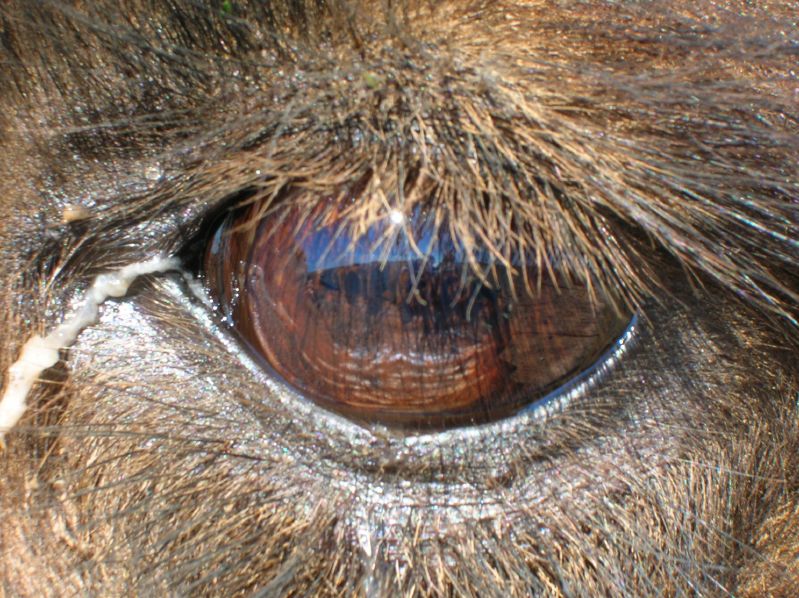 in the eye of the camel