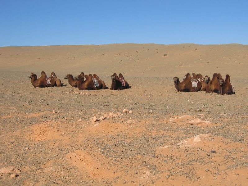 Camels