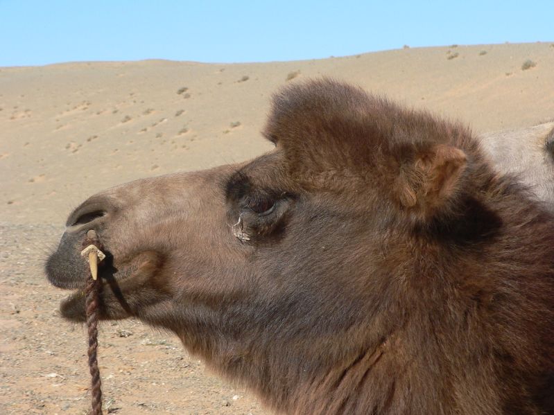 Camel