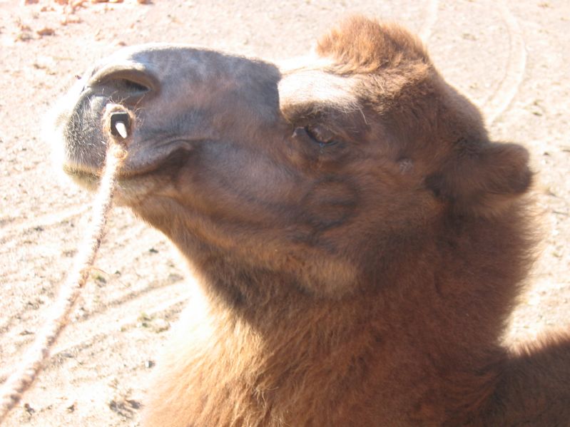 Camel