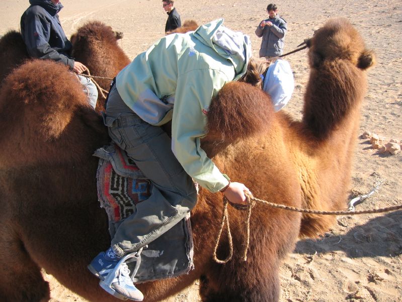 Evelyn asleep on the camel