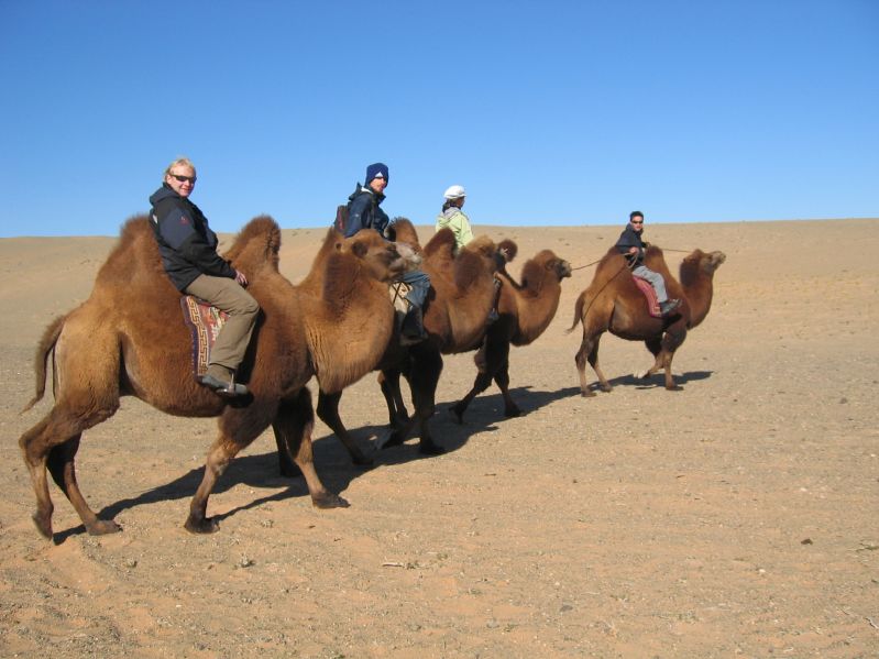 Camels