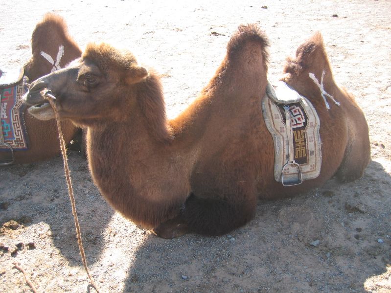 My Camel