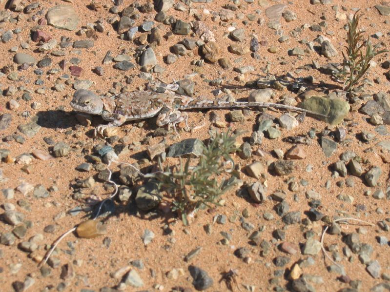 Gecko