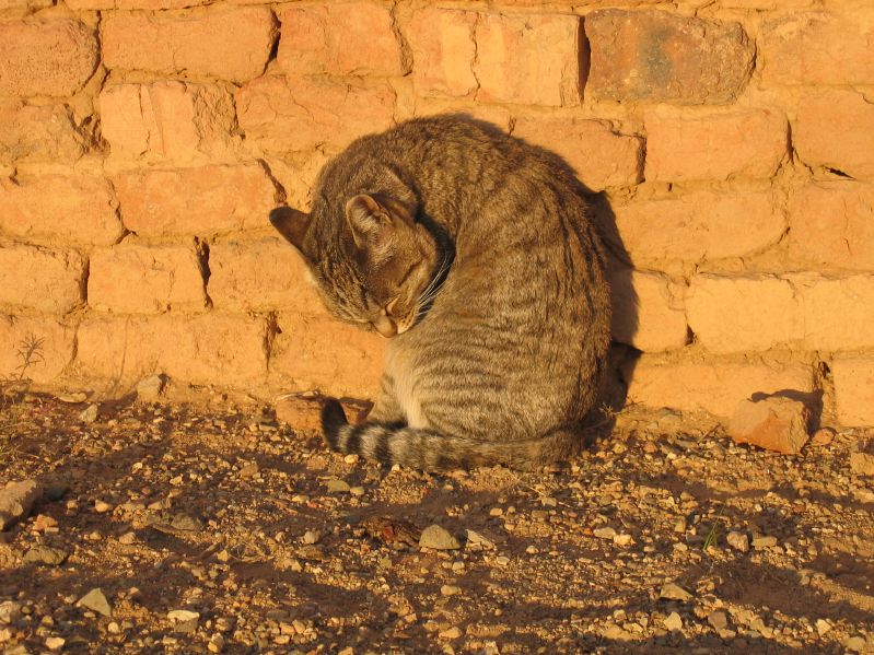 Cat
