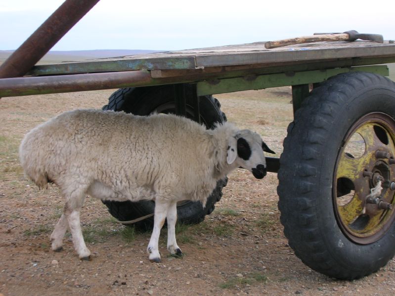 Lonely sheep