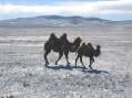 Camels in the snow