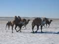 Camels in the snow