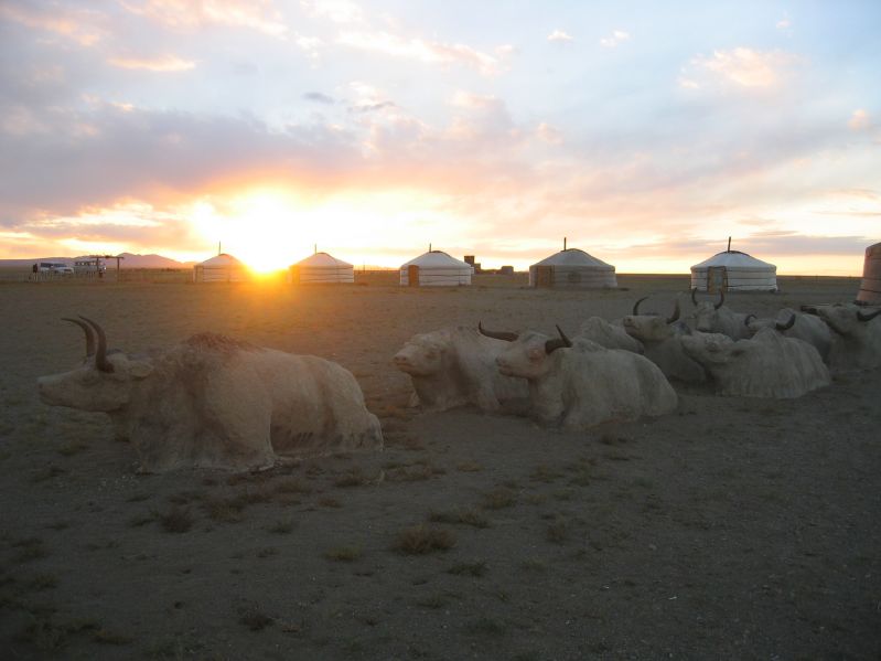 Genghis Bulls Camp
