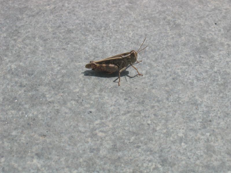 Grasshopper at Sukhbaatar Square