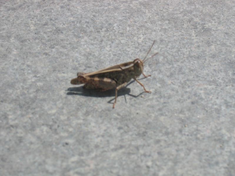 Grasshopper at Sukhbaatar Square