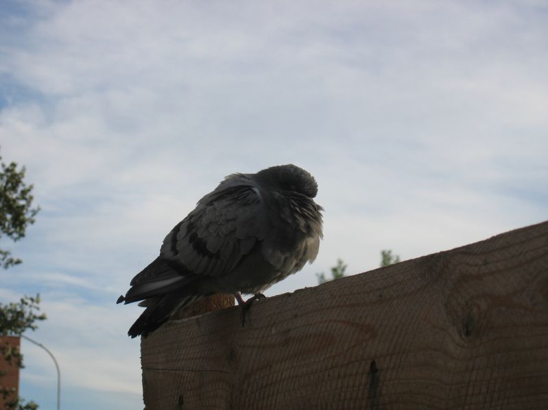 Sleeping Pigeon