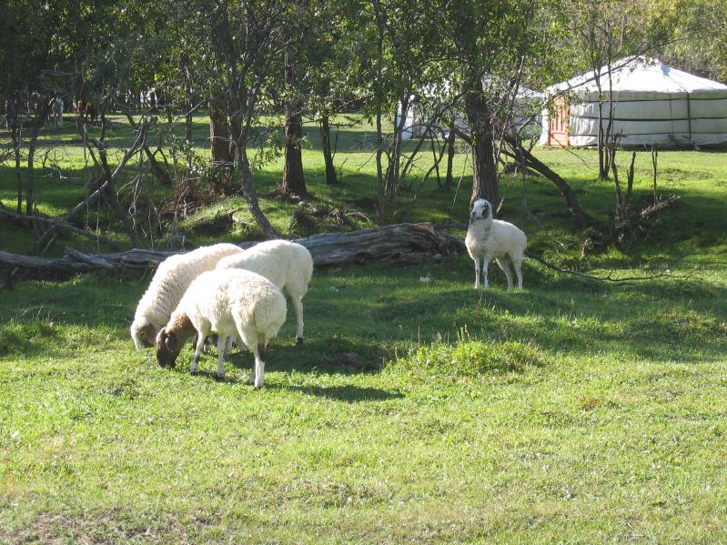 Terelj National Park