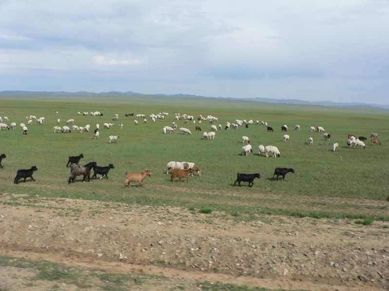 on the Way to Hustai National Park