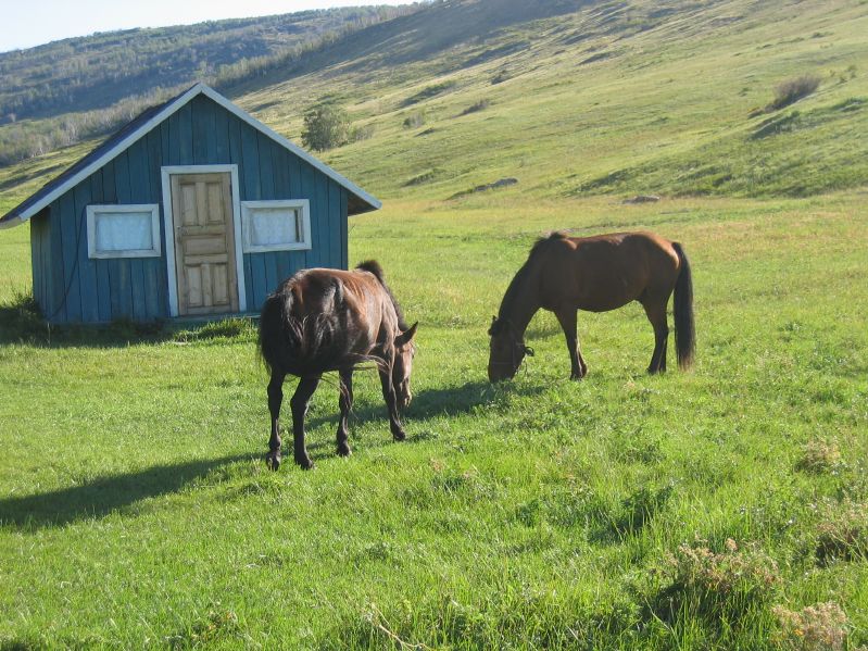 Horses at Molt Camp