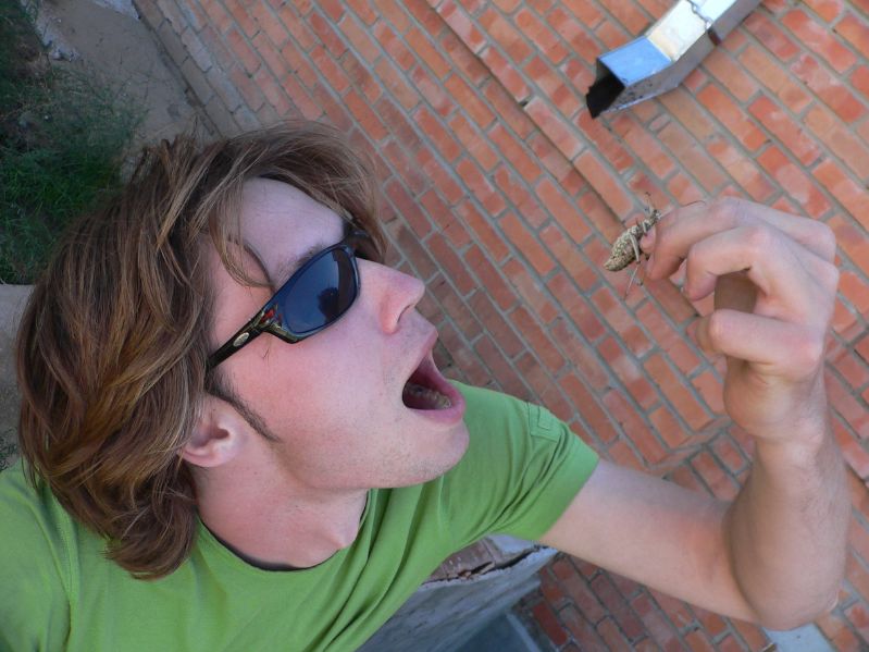 Locust