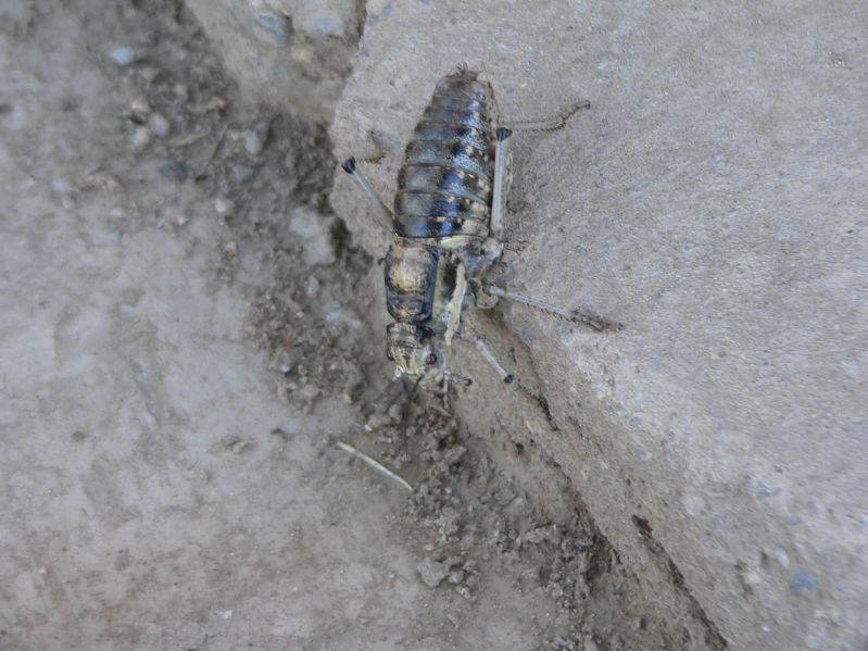 Locust