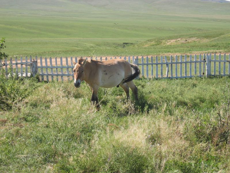 Takhi