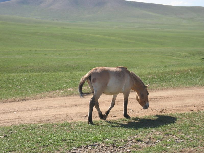 Takhi
