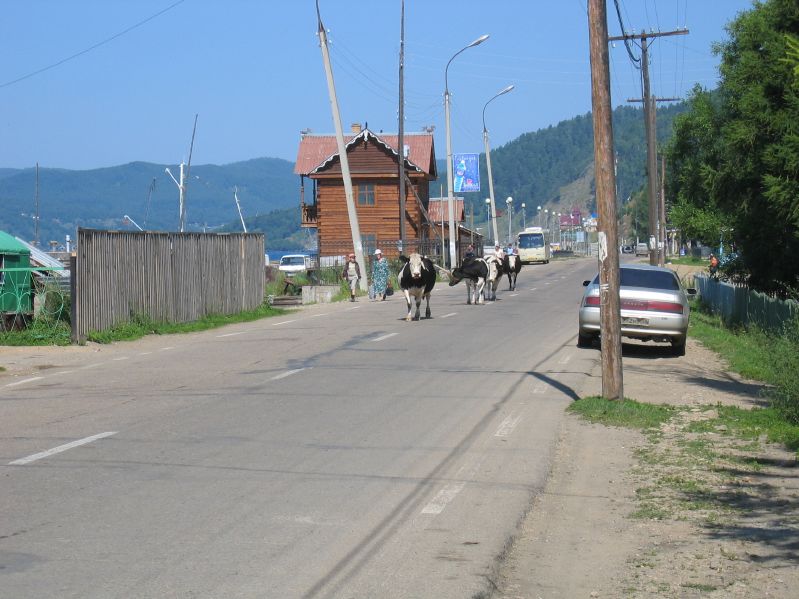 Listvjanka - Cows in the Street