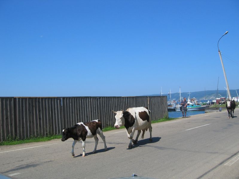 Listvjanka - Cows in the Street