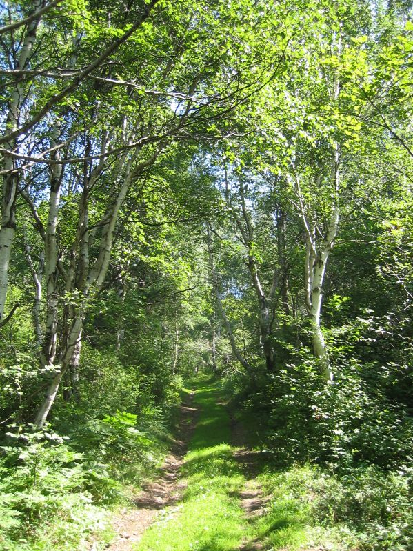 Listvjanka - Forrest
