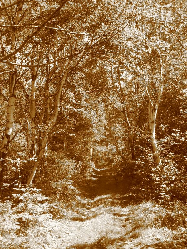 Listvjanka - Forrest