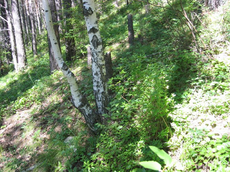 Listvjanka - Forrest