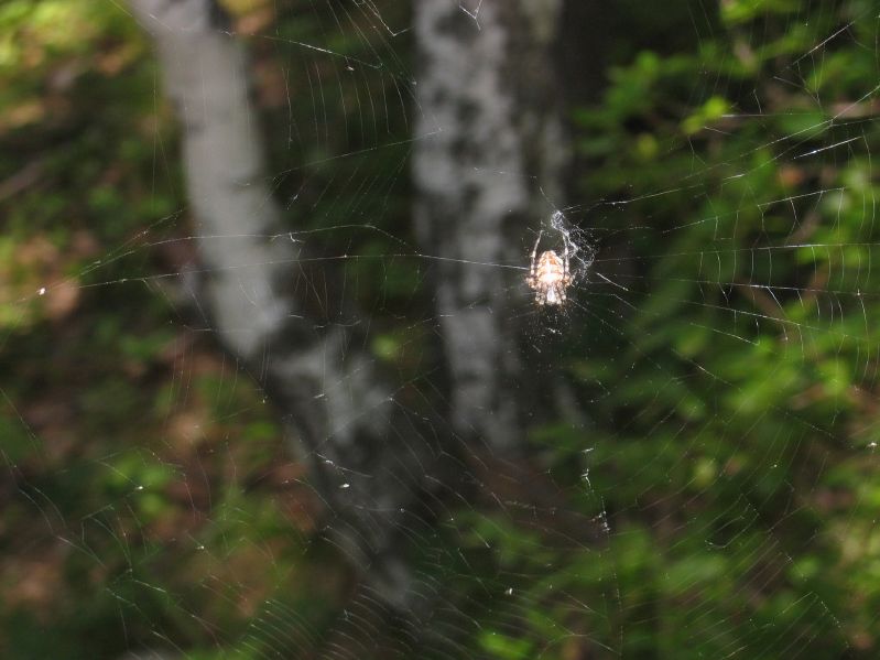 Listvjanka - Spider