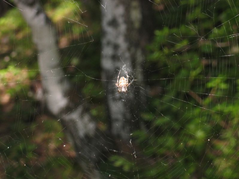 Listvjanka - Spider