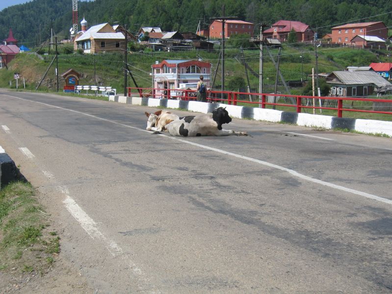 Listvjanka - Cows in the Street