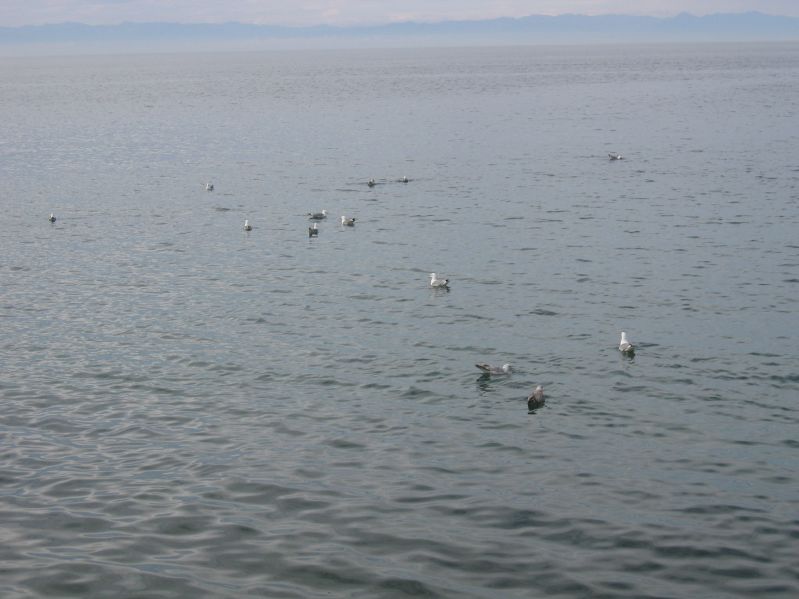 Listvjanka - Birds