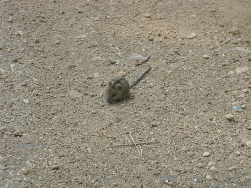 Listvjanka - Mouse