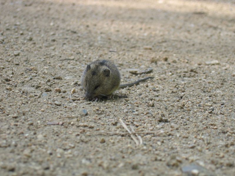 Listvjanka - Mouse