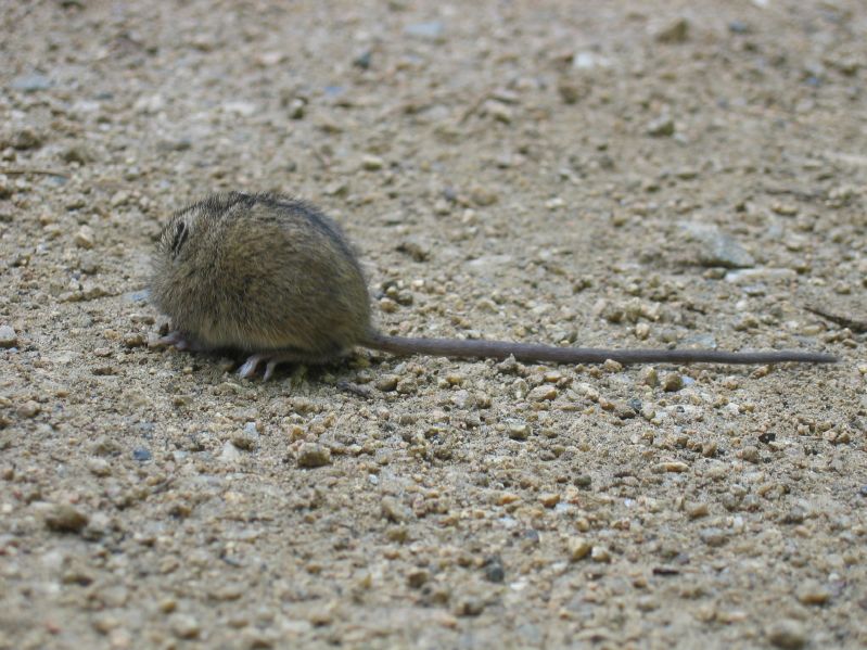 Listvjanka - Mouse