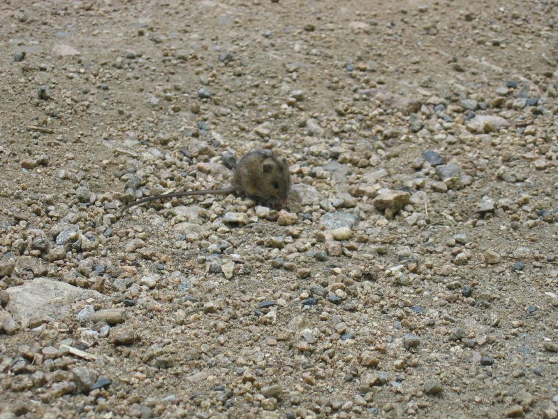 Listvjanka - Mouse
