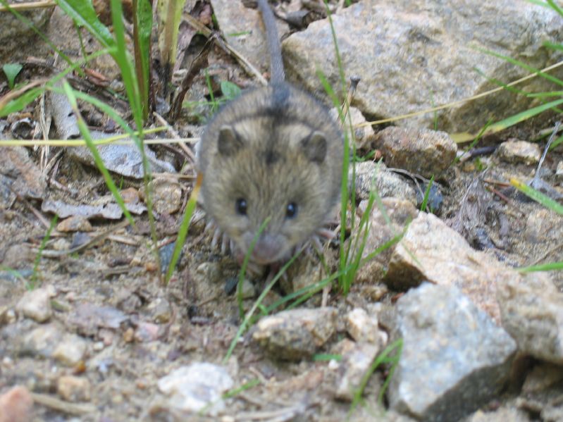 Listvjanka - Mouse