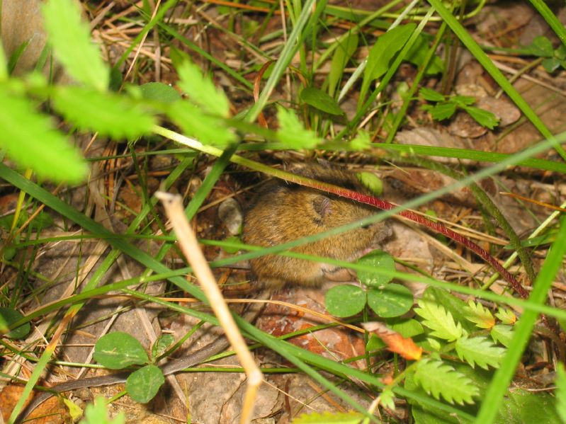 Listvjanka - Mouse