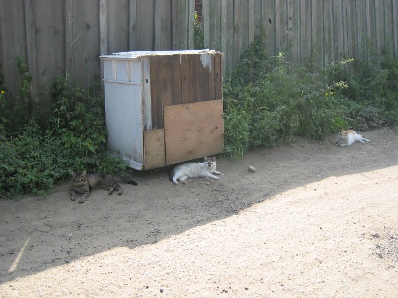Listvjanka - Cats