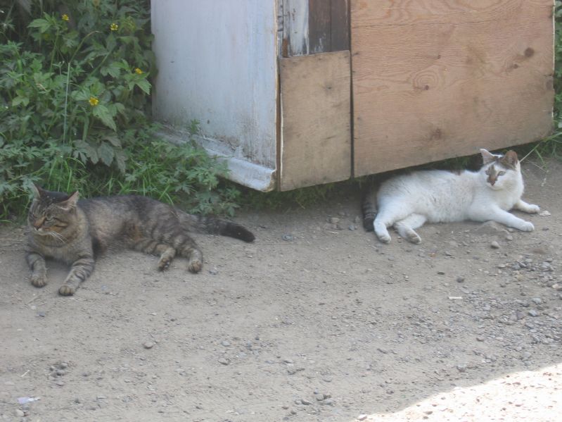 Listvjanka - Cats
