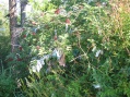 Listvjanka - Decorated bush