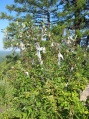 Listvjanka - Decorated bush