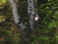 Listvjanka - Spider