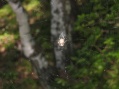 Listvjanka - Spider