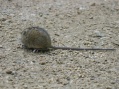 Listvjanka - Mouse