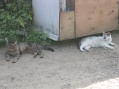 Listvjanka - Cats