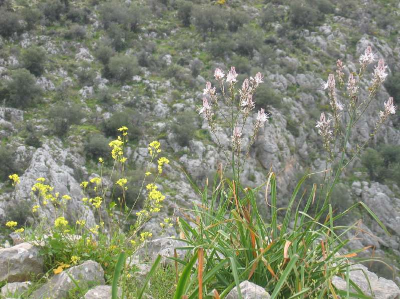 Mycenae