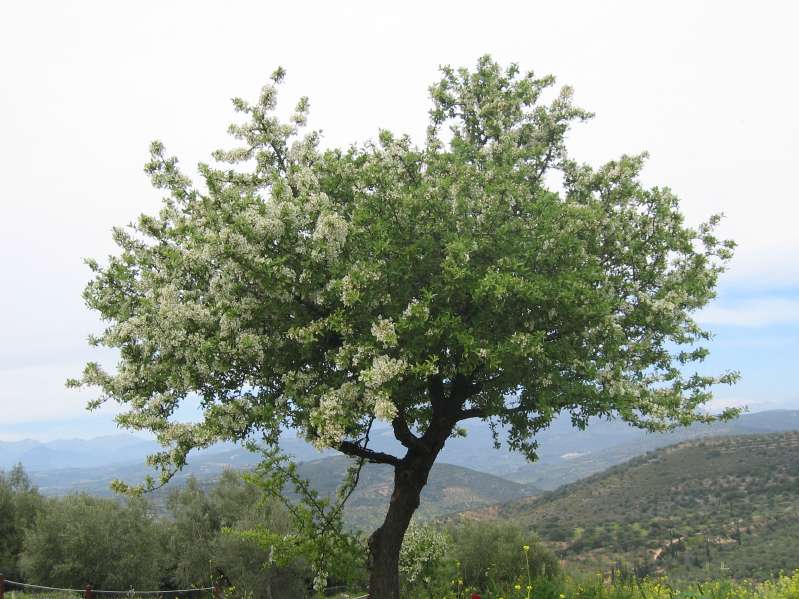 Mycenae